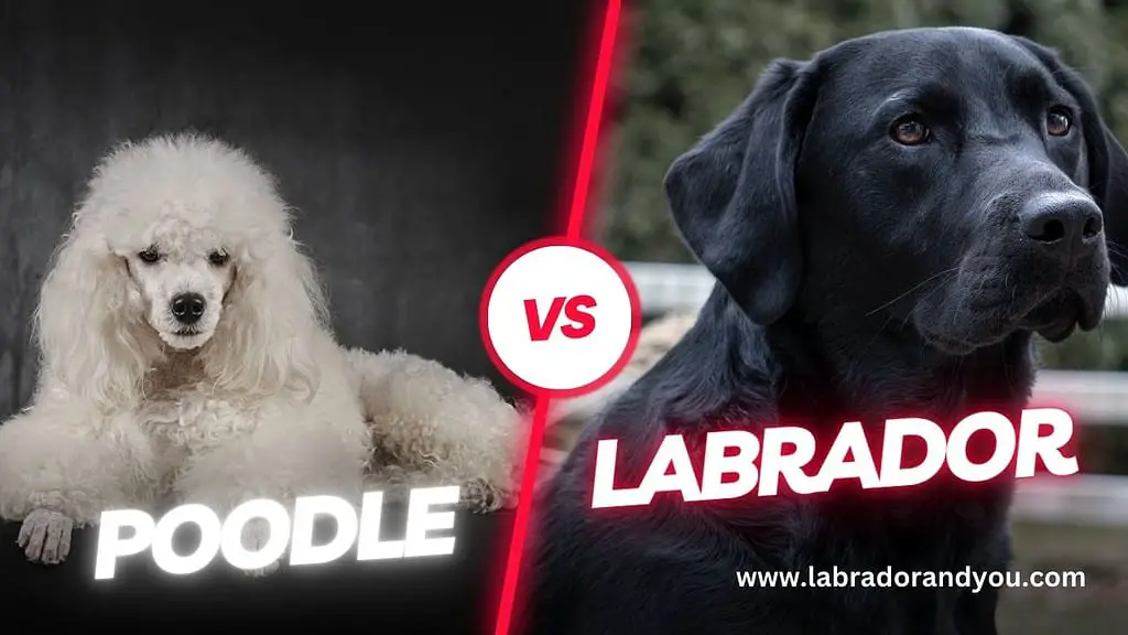 poodle vs labrador