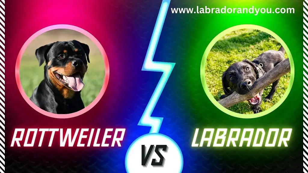 Rottweiler Vs Labrador