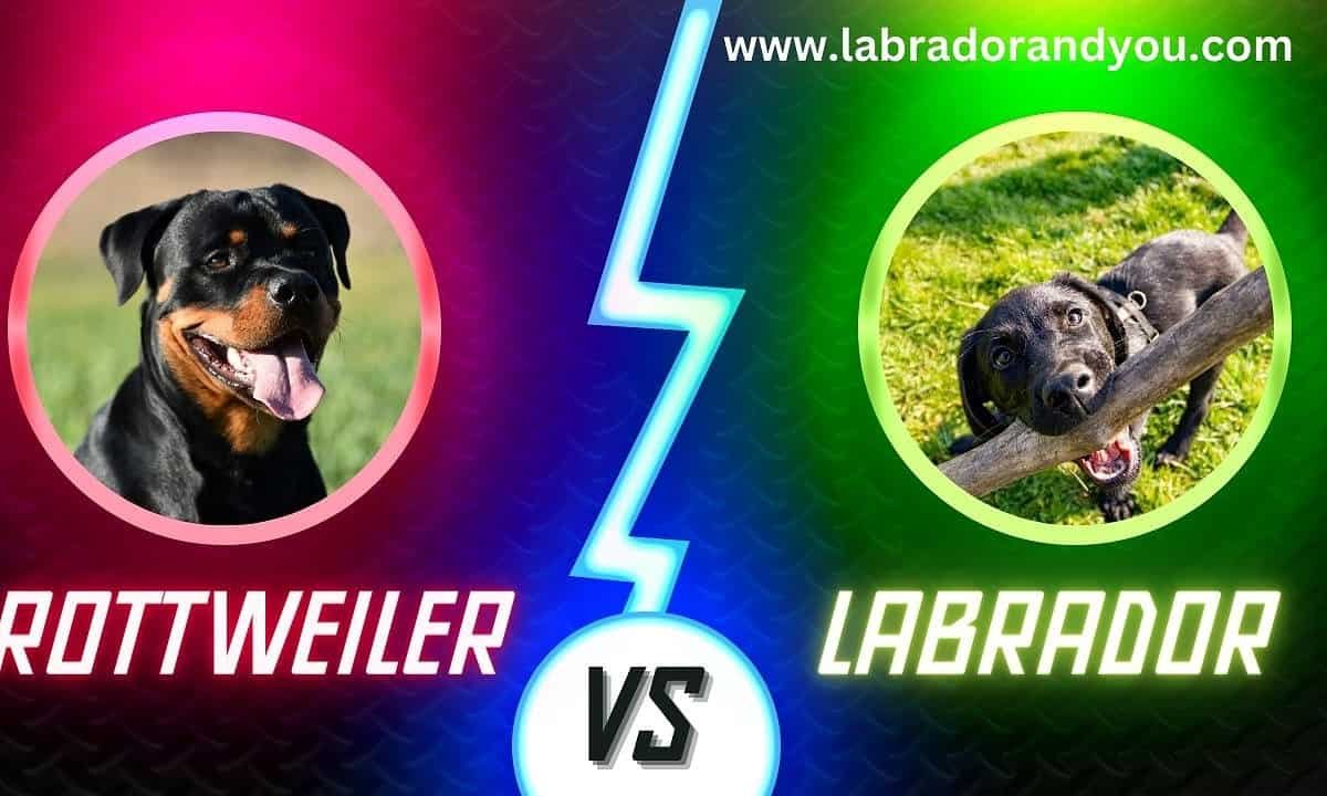 Rottweiler Vs Labrador Key Breed Differences Which Is Better?