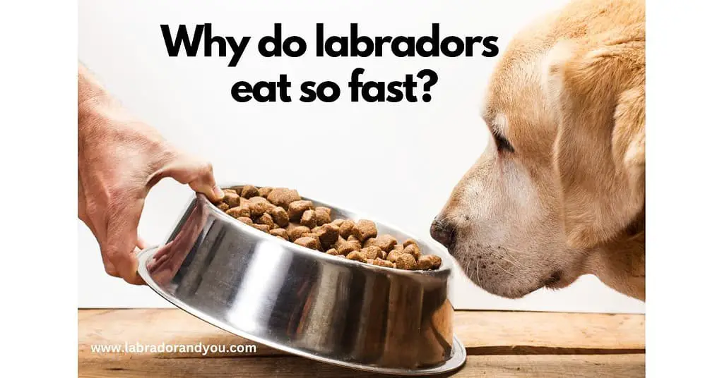 why do labradors eat so fast