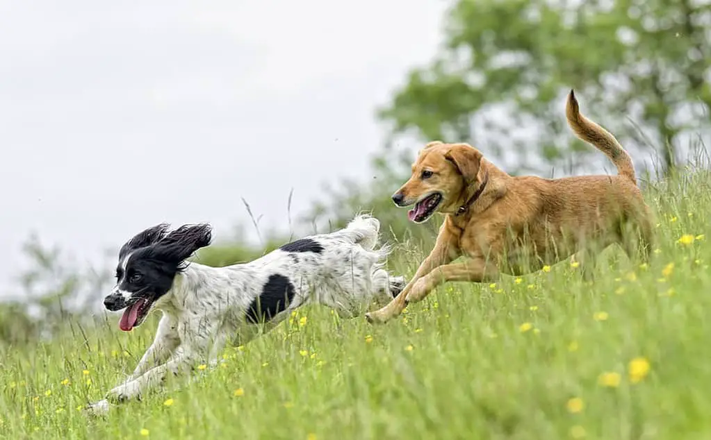 how much exercise does a lab puppy need