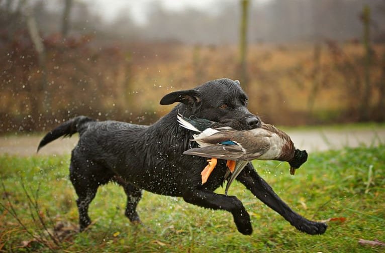 Pouting Labrador Do Labradors Point? Here's How To Train Them To Point