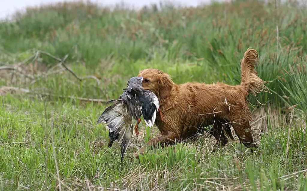 best waterfowl dogs