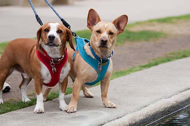 harness vs. collar