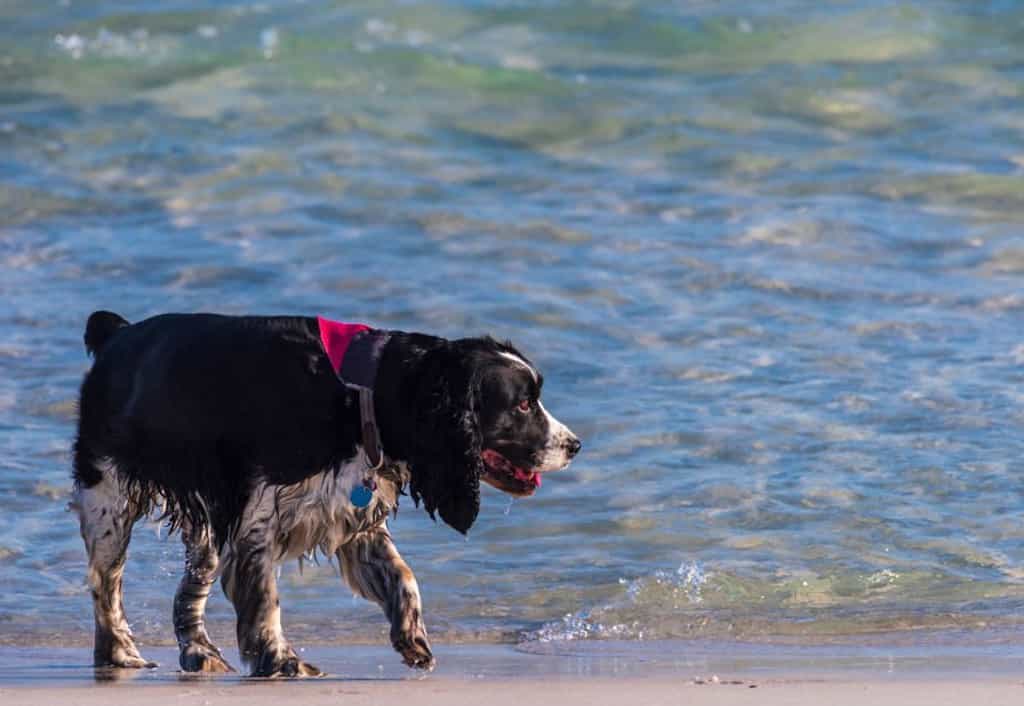 waterfowl dogs