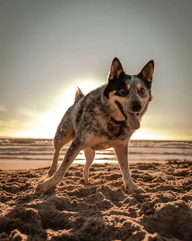 blue heeler mixed with lab