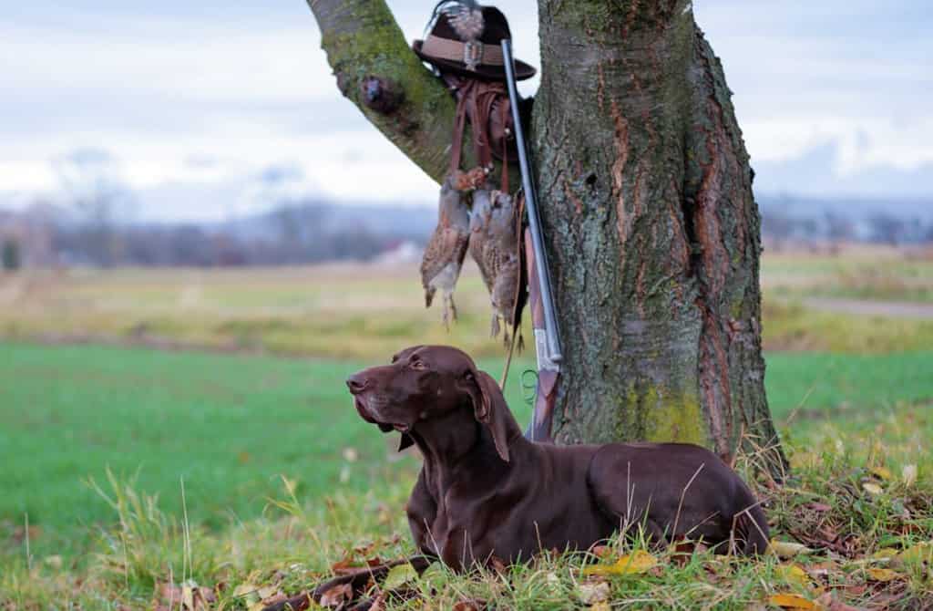 duck hunt dog breed