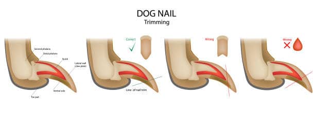 dog nails split underneath