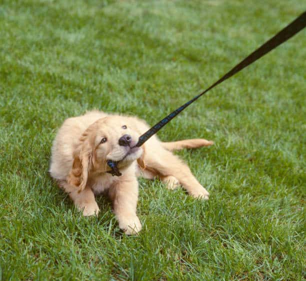 8 week old puppy training