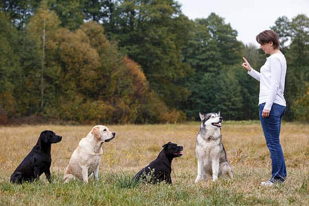 will labs protect their owners