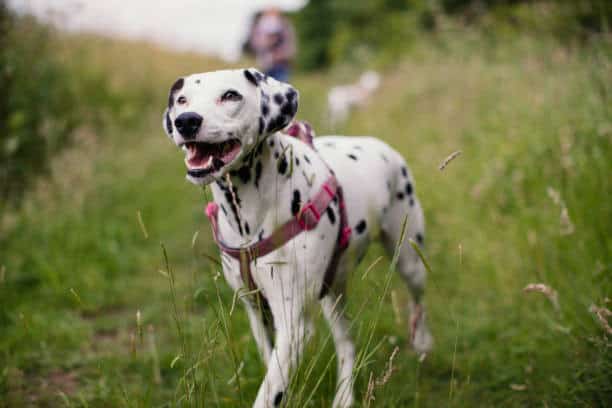 harness vs head collar
