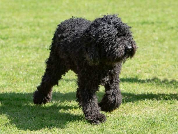 black labradoodle= purebred labrador retriever + poodle genes.