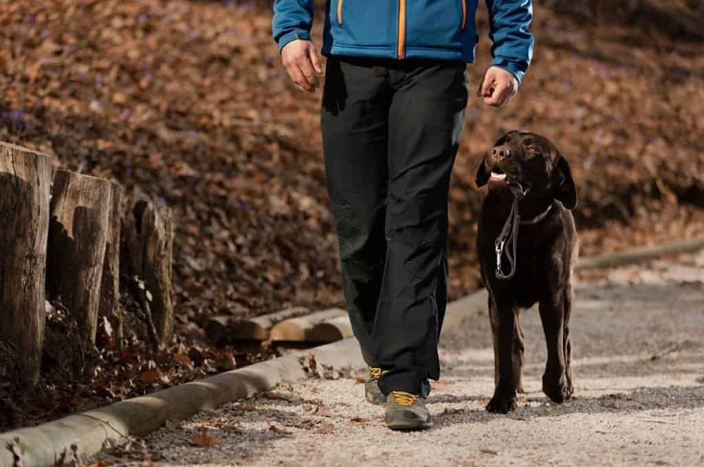 do labradors need walking every day