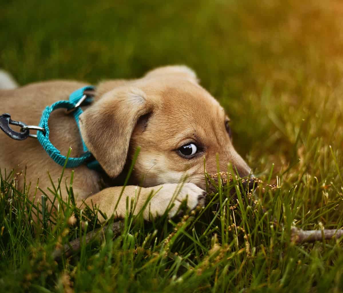 Why Is My Dog Acting Weird? 22 Weird Behavior Explained