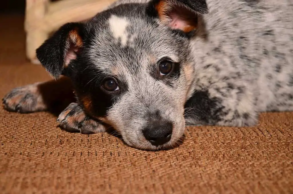 black lab blue heeler mix