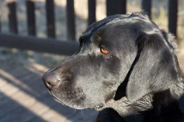 charcoal labradors