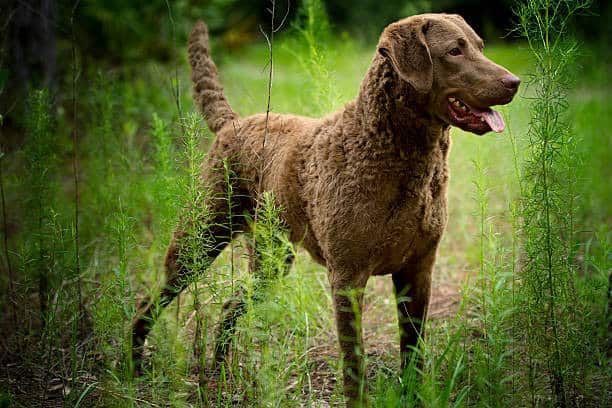 do labs have webbed feet