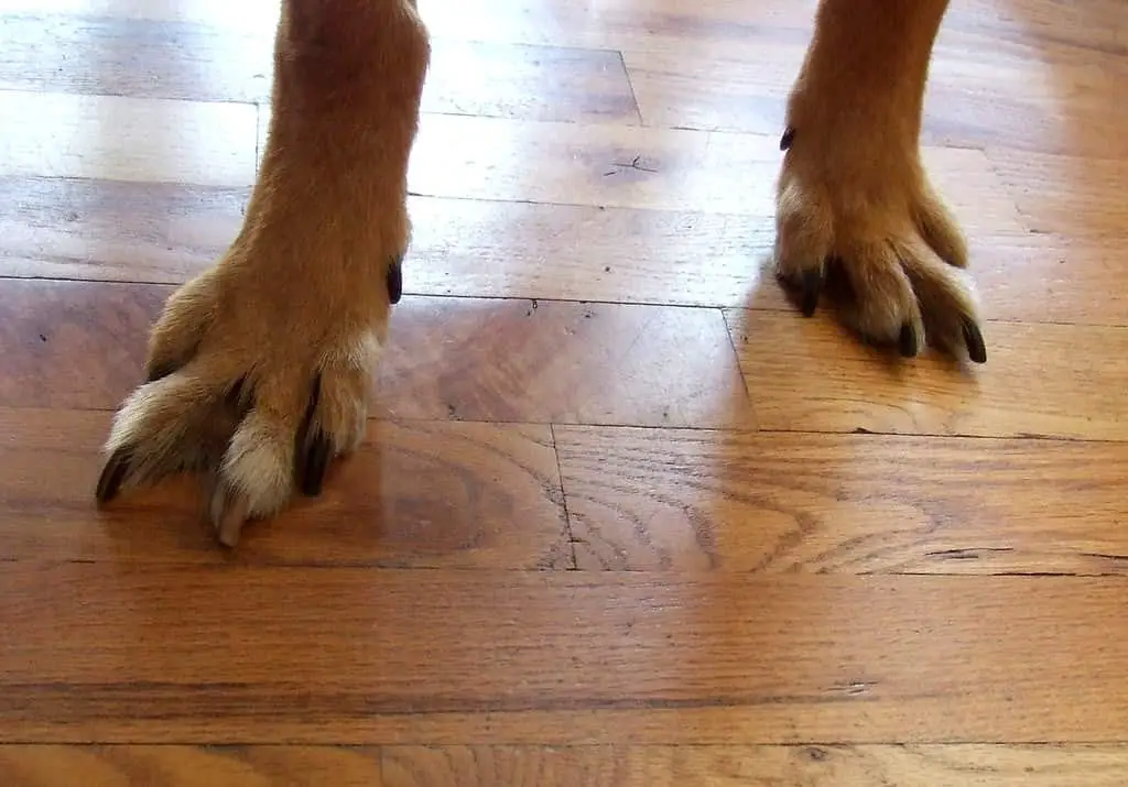 webbed feet dogs