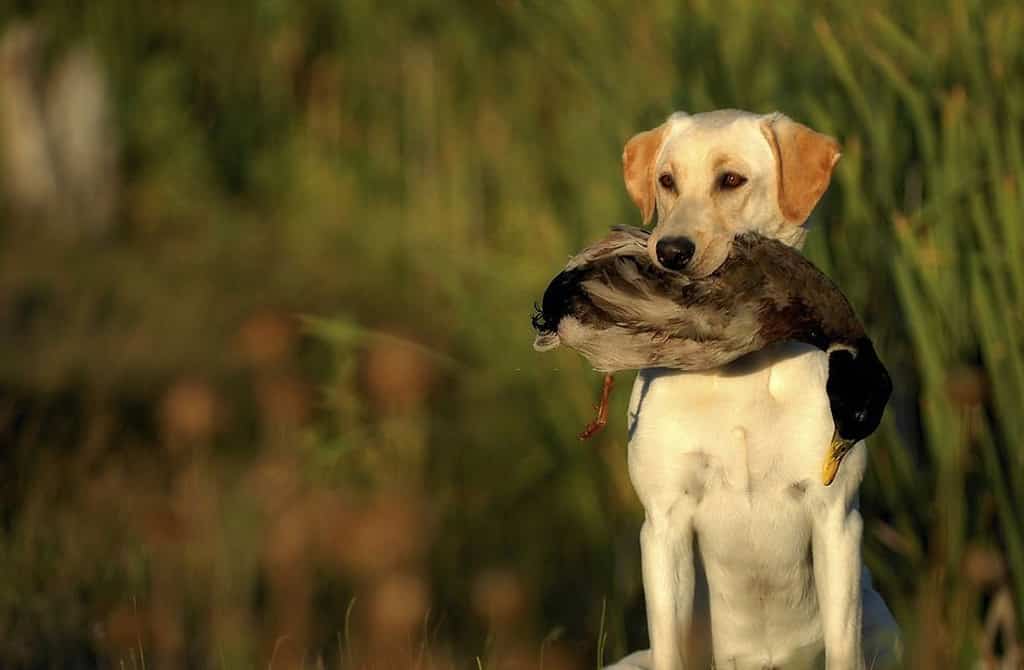duck hunting dogs