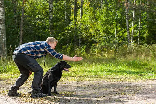 are labradors protective