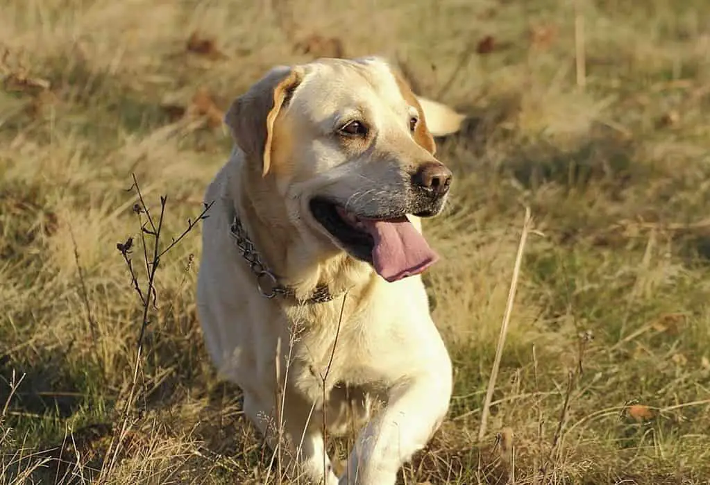 Do labradors point? pointing labs