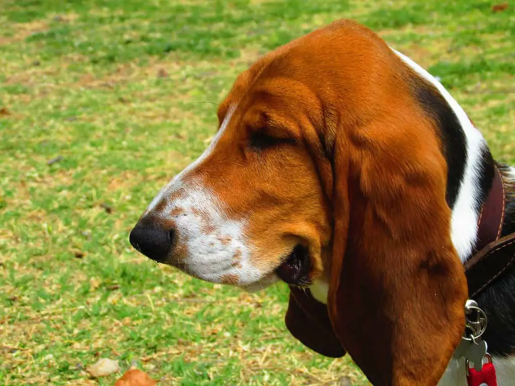 Basset Hounds love to eat; low slung dog.
