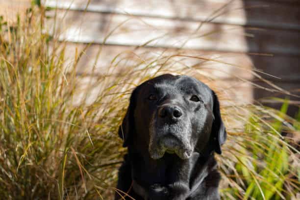 charcoal labrador