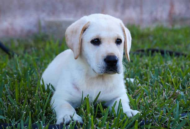 8 week old labrador puppy