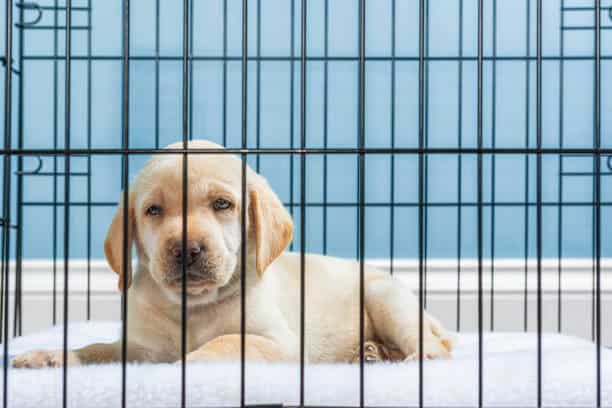 crate size for labrador