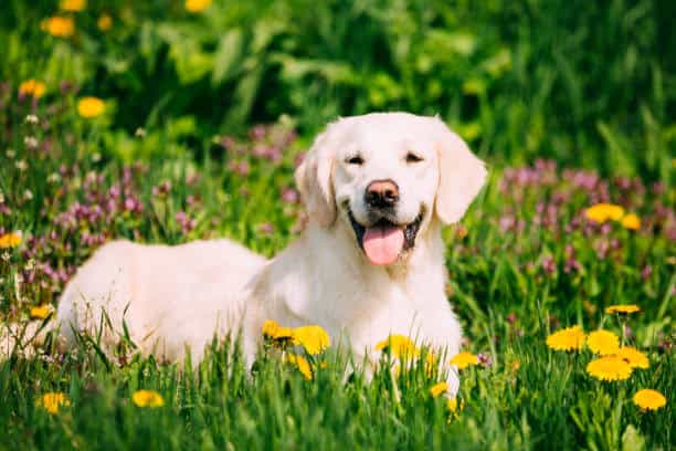 do labrador retrievers have webbed feet