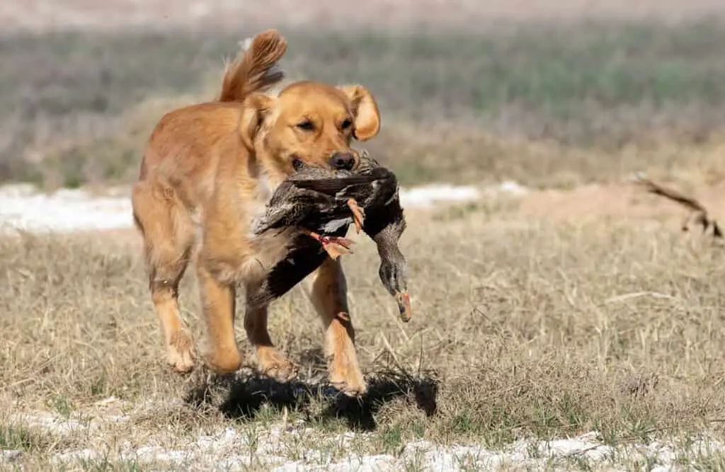 best dogs for duck hunting