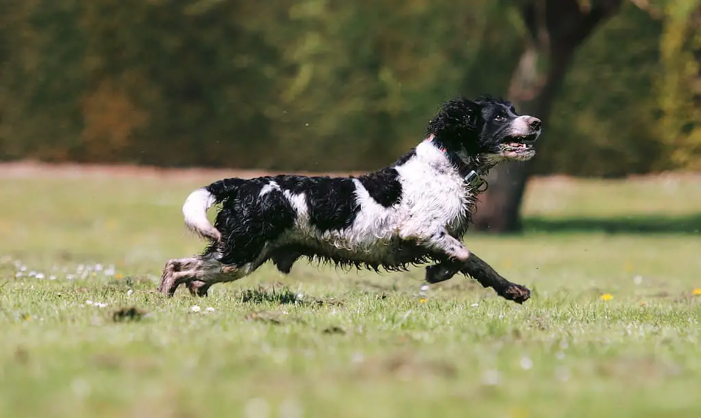 trained duck dogs