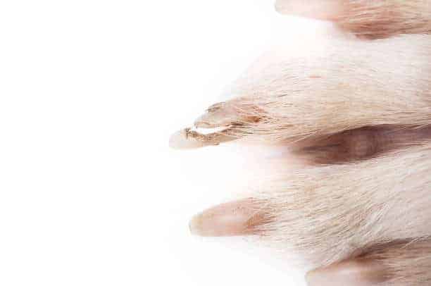 dog nail split treatment