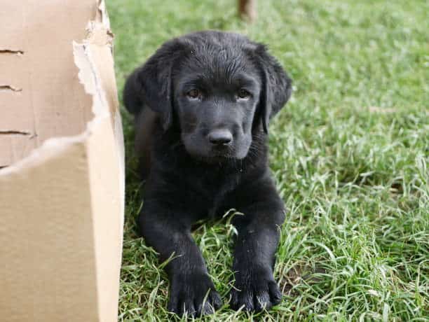 newborn chocolate lab puppies