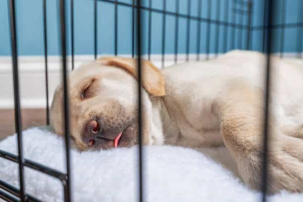 most dogs love to sleep in open crate overnight