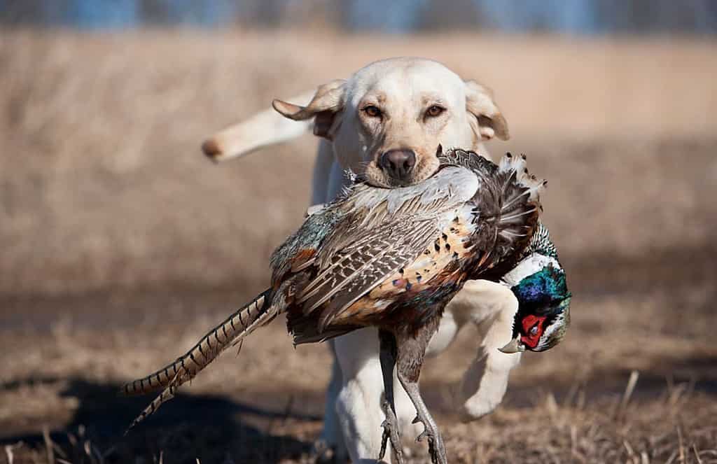 Labrador on hunt tests