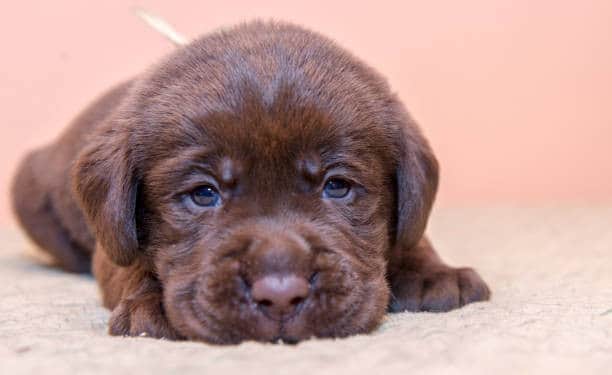 8 weeks labrador puppy