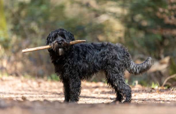 black labradoodle full grown