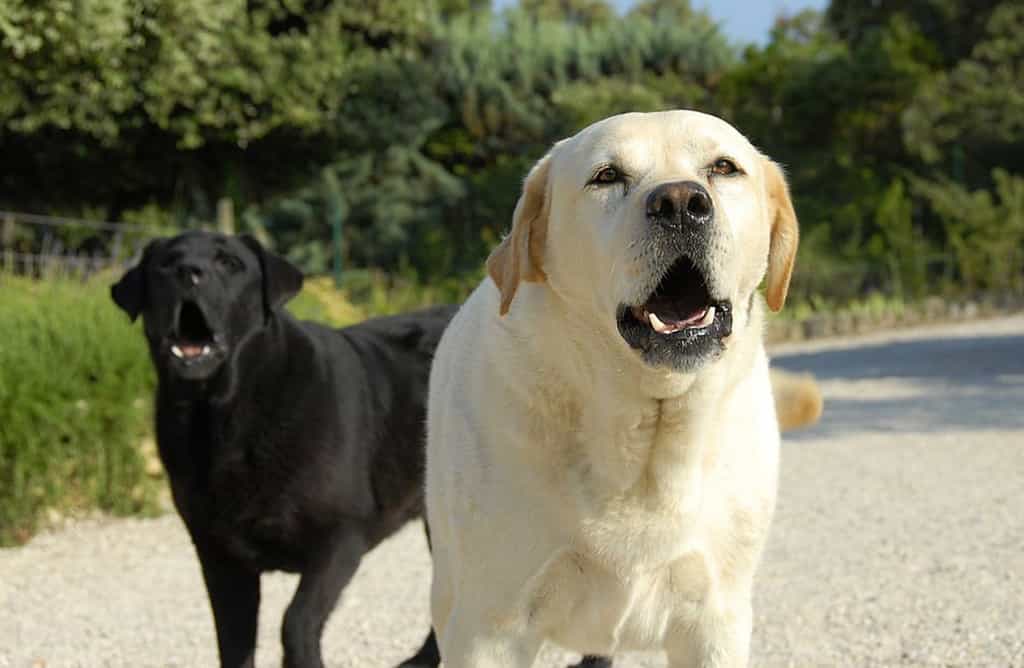 labrador aggressive to other dogs