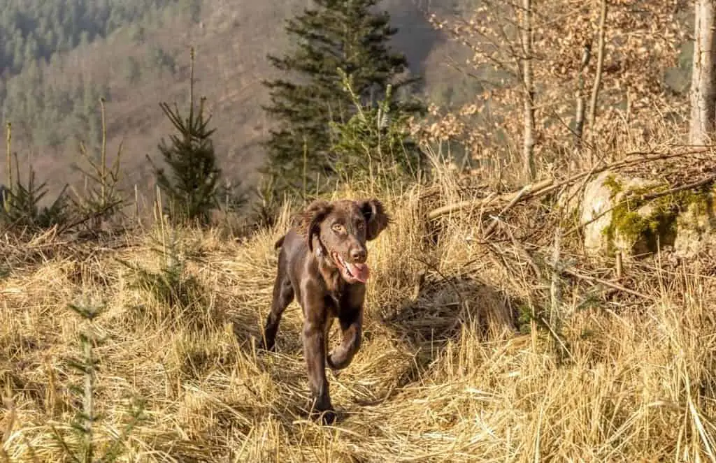 duck hunting with dogs