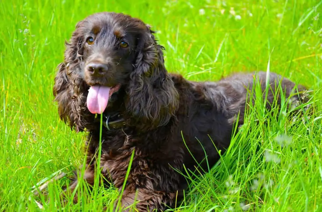 best duck retrieving dogs