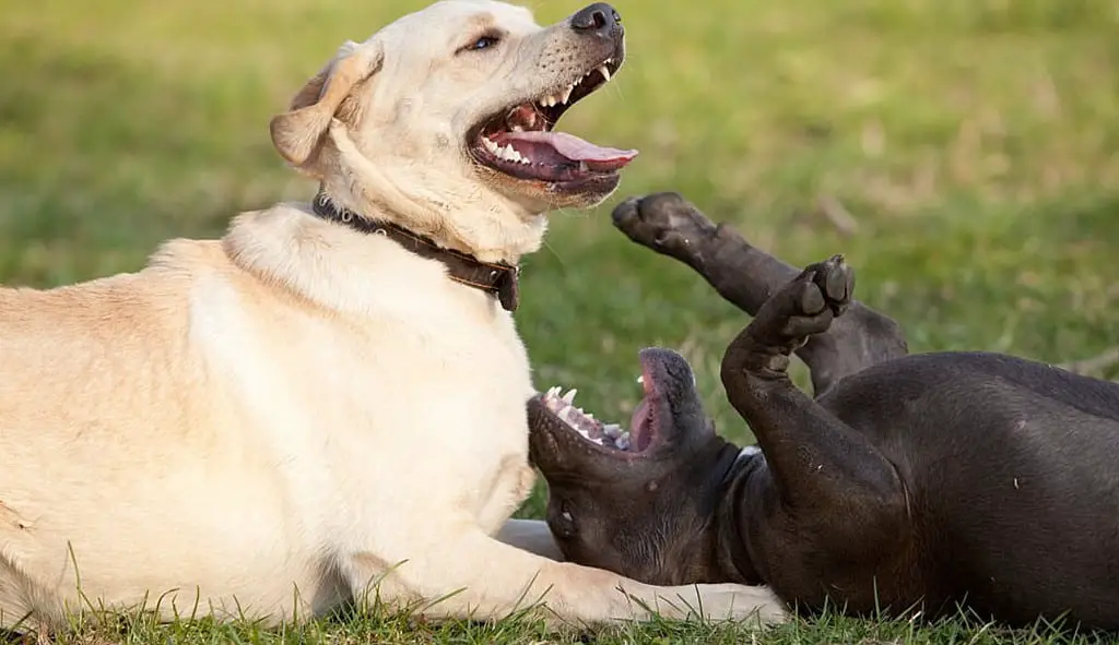 labrador retriever aggressive