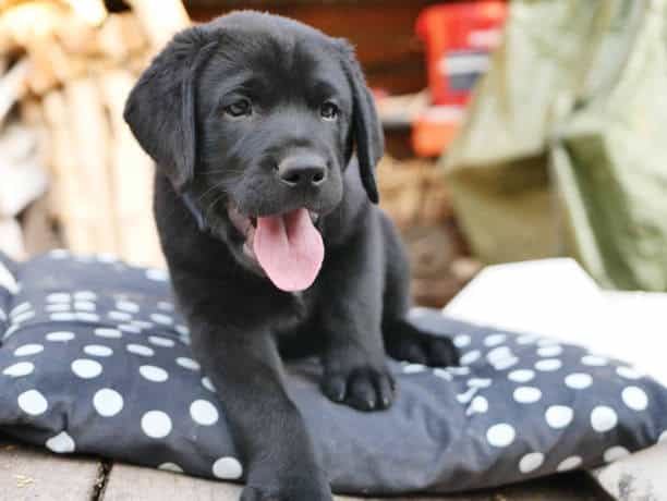 charcoal lab puppies near me