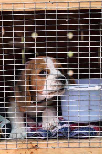 potty training; crate train a puppy; dog bed