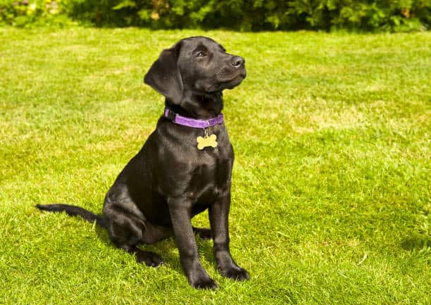 lab puppy collar size