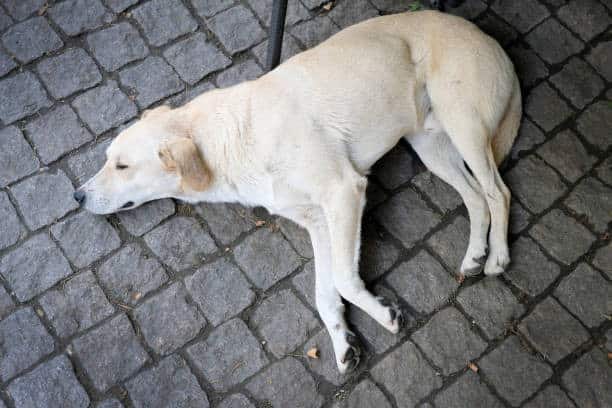 labrador retriever lifespan; labrador lifepspan.