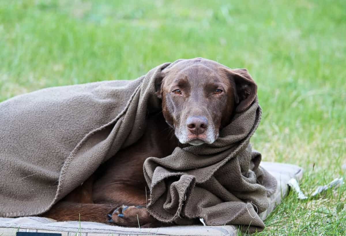 Why Is My Dog Acting Weird? 22 Weird Behavior Explained