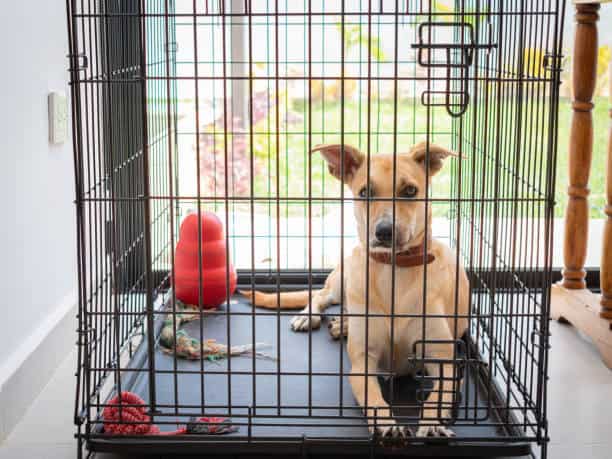 potty training; crate train a puppy; dog bed