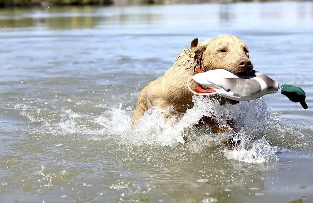 best duck dogs