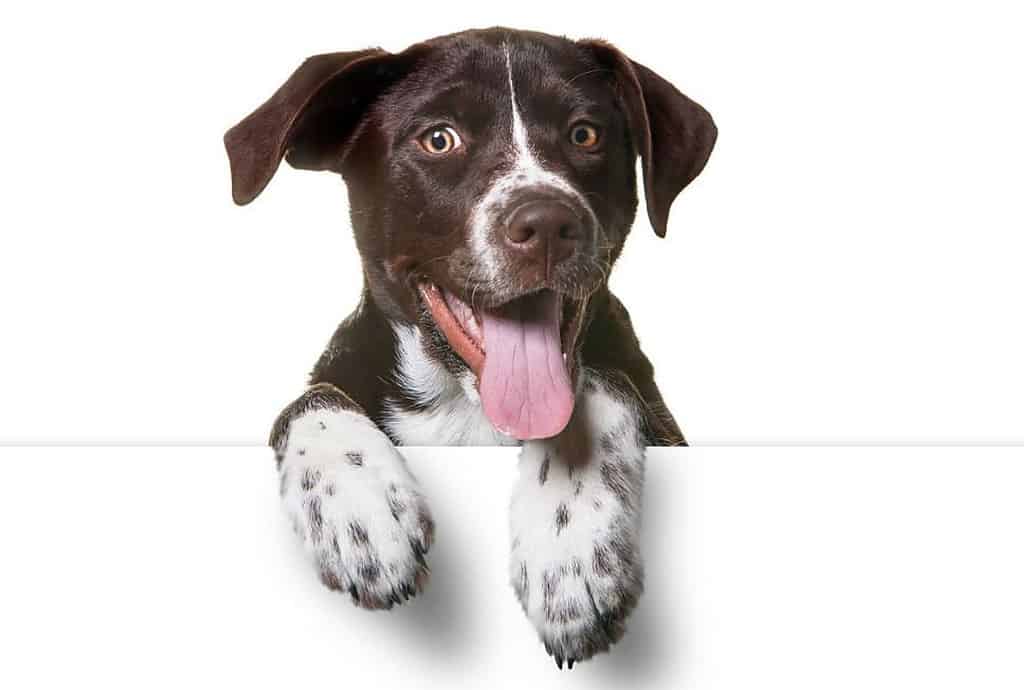 lab catahoula mix